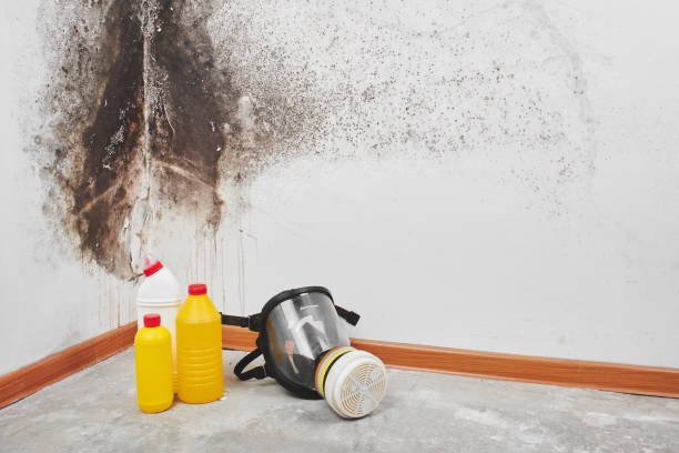 Best Mold Damage Repair  in Katy, TX