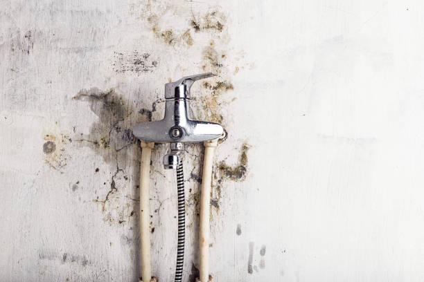 Best Mold Removal and Inspection  in Katy, TX