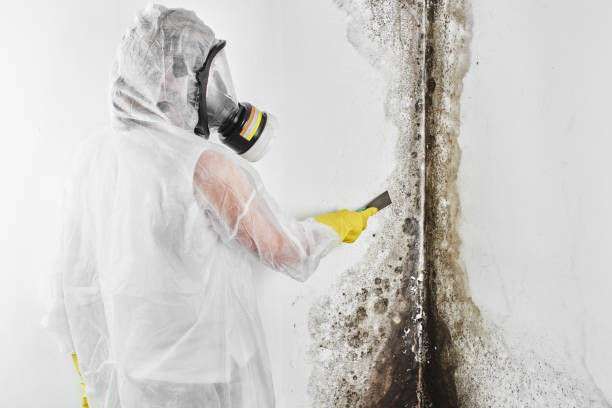 Mold Testing and Removal in Katy, TX