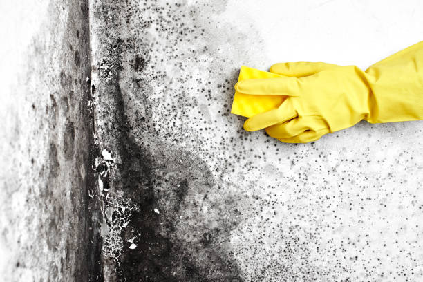 Best Certified Mold Removal  in Katy, TX