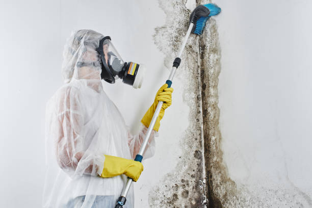 Best Mold Remediation  in Katy, TX