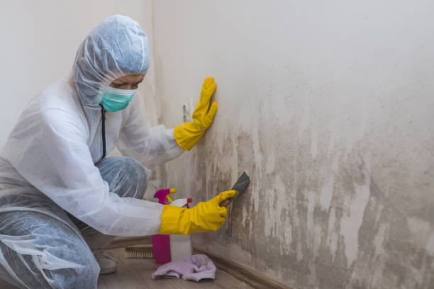 Best Fast Mold Removal  in Katy, TX