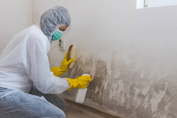 Best Mold Cleaning Services  in Katy, TX