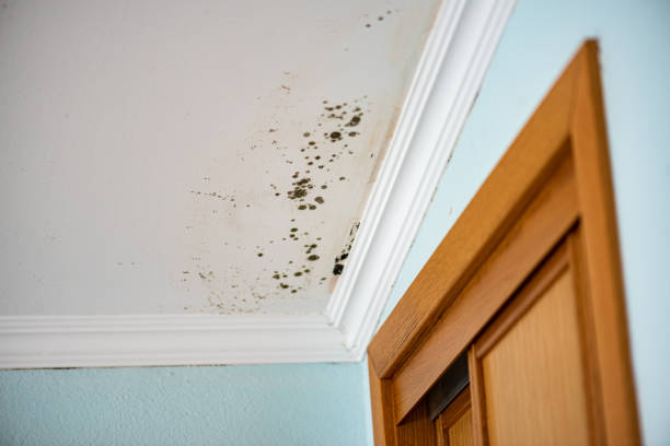 Best Same-Day Mold Removal  in Katy, TX