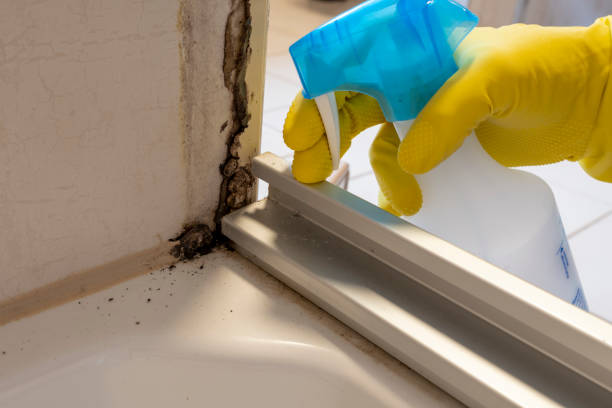 Best Black Mold Removal  in Katy, TX