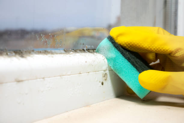 Best Best Mold Removal Companies  in Katy, TX