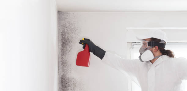 Best Certified Mold Removal  in Katy, TX