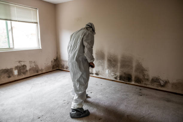 Best Local Mold Removal Service  in Katy, TX