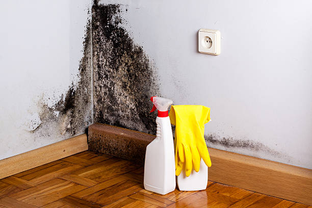 Best Attic Mold Removal  in Katy, TX