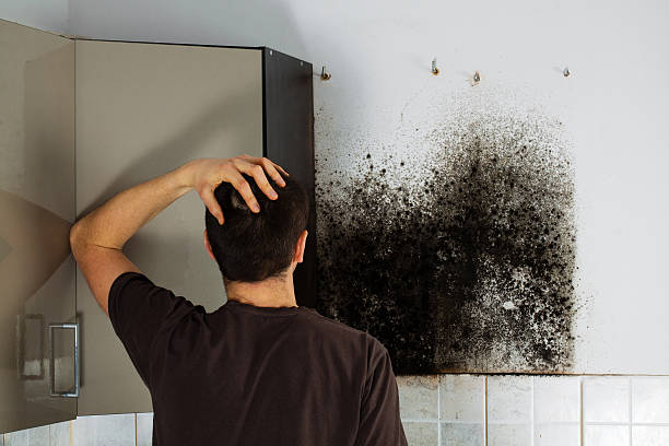 Best Mold Removal Company Near Me  in Katy, TX