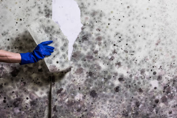 Best Affordable Mold Removal  in Katy, TX