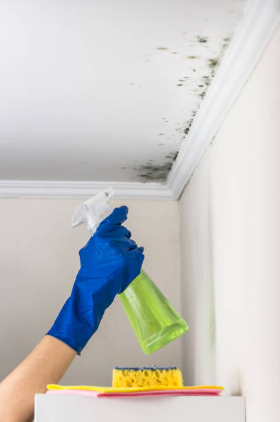 Best Mold Testing  in Katy, TX