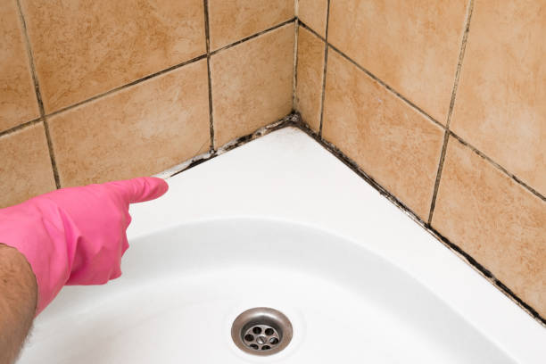 Best Office Mold Removal Services  in Katy, TX