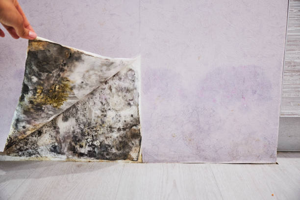 Best Crawl Space Mold Removal  in Katy, TX